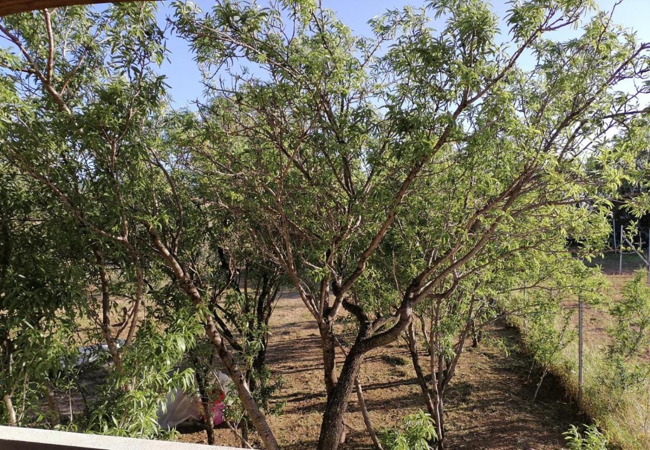 Agriturismo "Pirastreri" سينيسكولا المظهر الخارجي الصورة