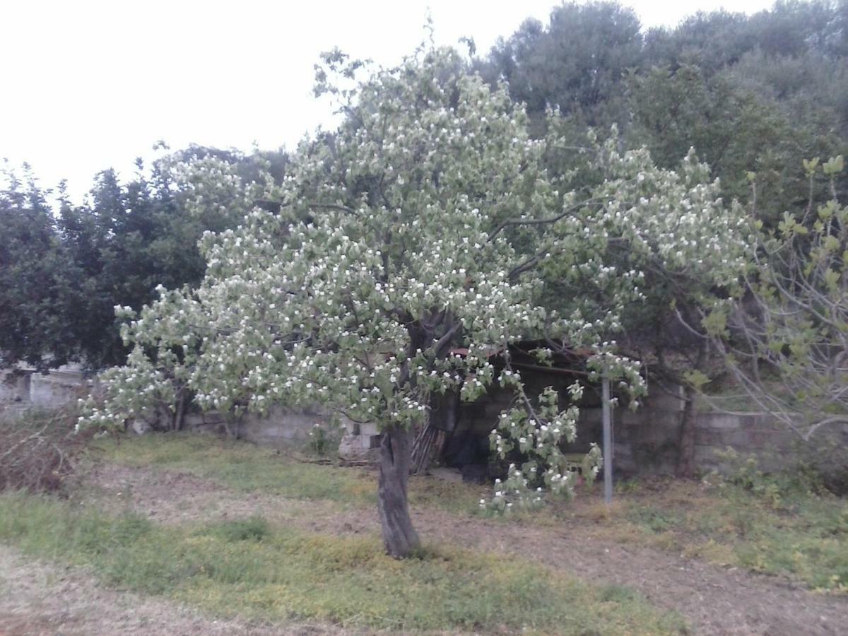 Agriturismo "Pirastreri" سينيسكولا المظهر الخارجي الصورة